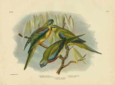 Perico de Hombros Castaños, 1891 de Gracius Broinowski